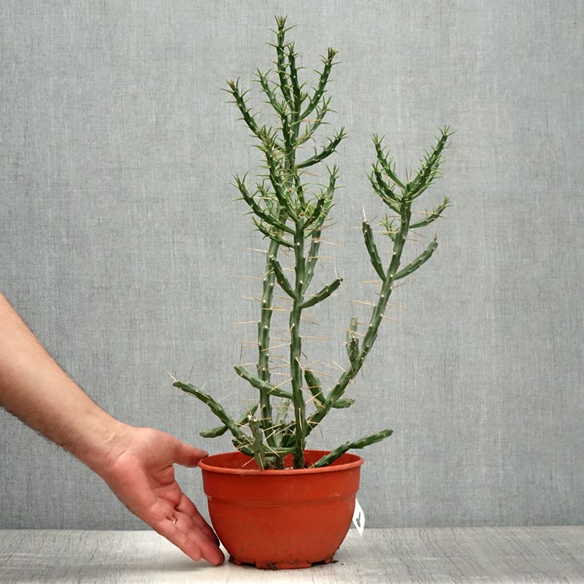 Cylindropuntia kleiniae 2L/3L pot sample as delivered in summer