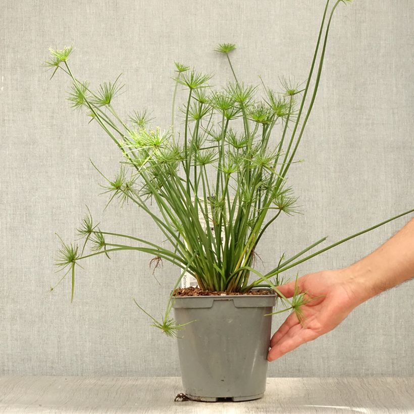Cyperus papyrus Cleopatra - Papyrus 3L/4L pot sample as delivered in summer