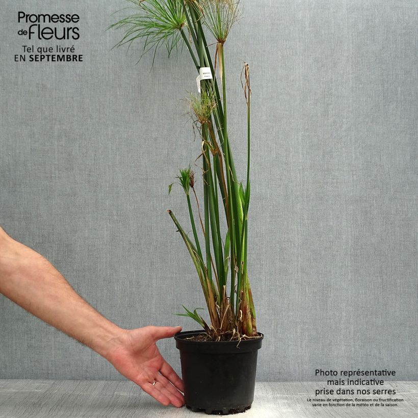 Cyperus papyrus - Papyrus 2L/3L pot sample as delivered in autumn