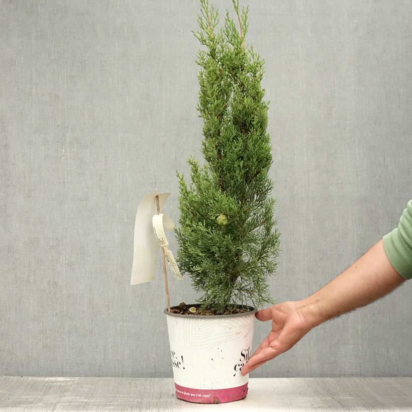 Cupressus sempervirens Garda 4L/5L pot sample as delivered in summer