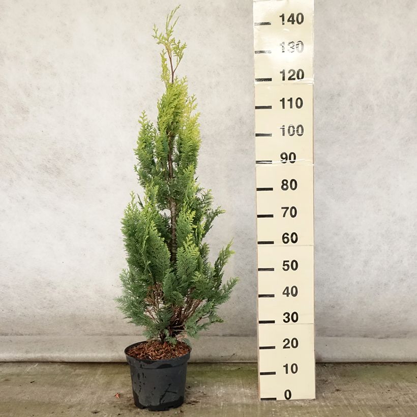 Chamaecyparis lawsoniana Alumigold - Lawson Cypress 7.5L/10L pot sample as delivered in summer