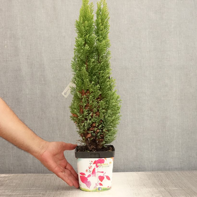 Chamaecyparis lawsoniana Elwoods Gold - Lawson Cypress 2L/3L pot sample as delivered in summer