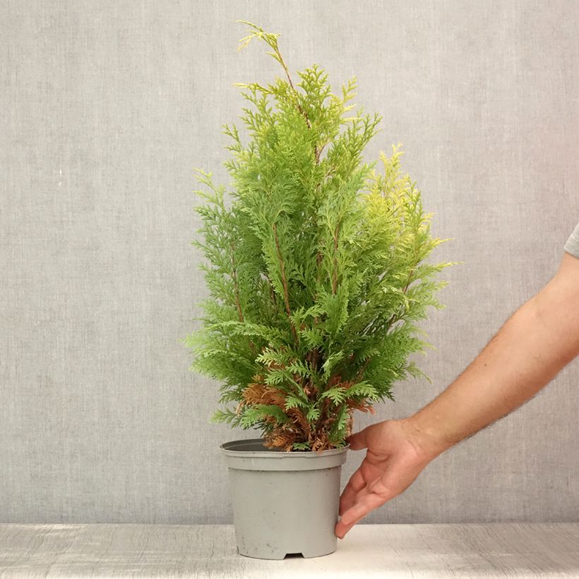 Chamaecyparis lawsoniana Stardust - Lawson's Cypress 2L/3L pot sample as delivered in summer