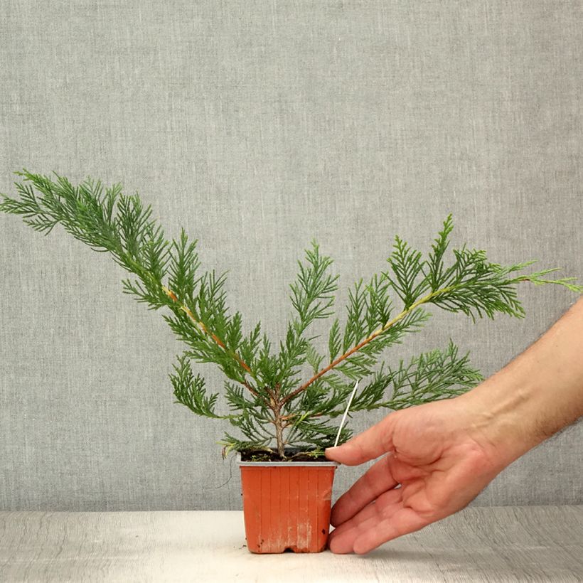 Leyland cypress - Cupressocyparis leylandii 8/9 cm pot sample as delivered in summer