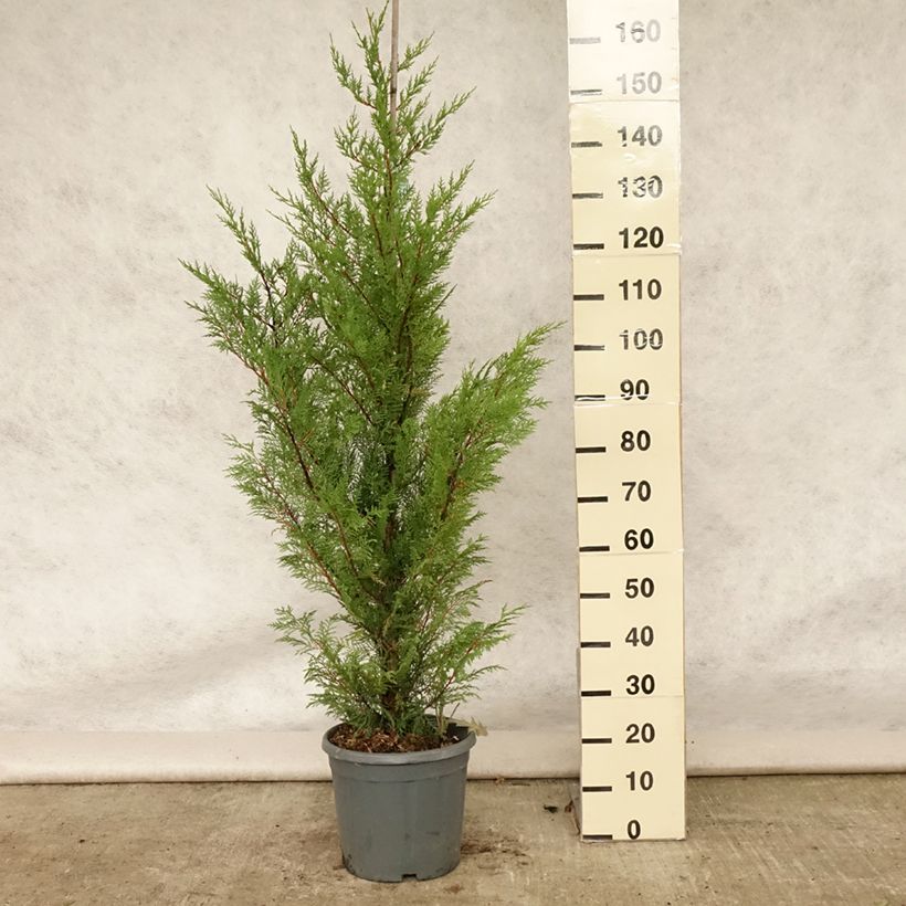 Leyland cypress - Cupressocyparis leylandii 6L/7L pot sample as delivered in summer