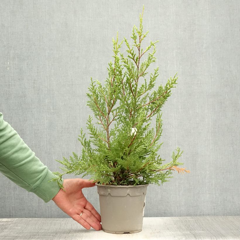 Cupressocyparis leylandii Excalibur Gold 2L/3L pot sample as delivered in summer