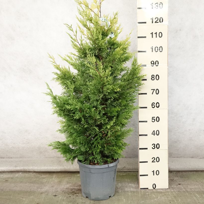 Cupressocyparis leylandii Gold Rider 6L/7L pot sample as delivered in summer
