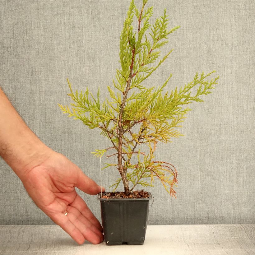 Cupressocyparis leylandii Oger 8/9 cm pot sample as delivered in summer
