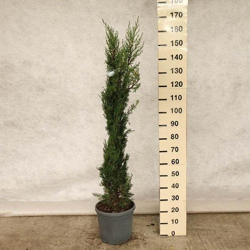 Provence Cypress - Cupressus sempervirens Pyramidalis 7.5L/10L pot sample as delivered in summer