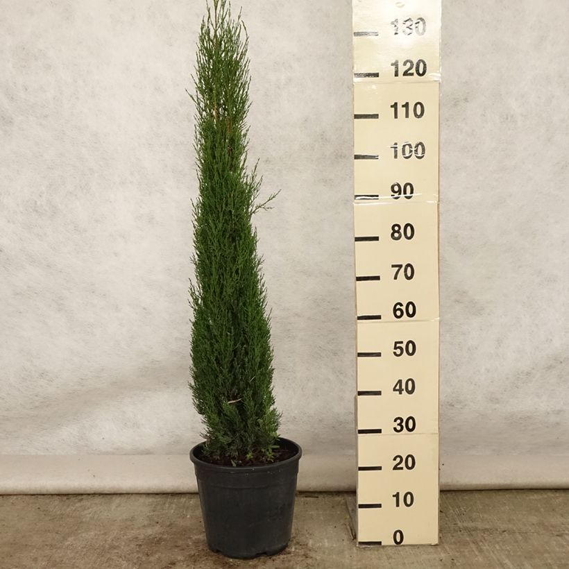 Provence Cypress - Cupressus sempervirens Pyramidalis 4L/5L pot sample as delivered in summer