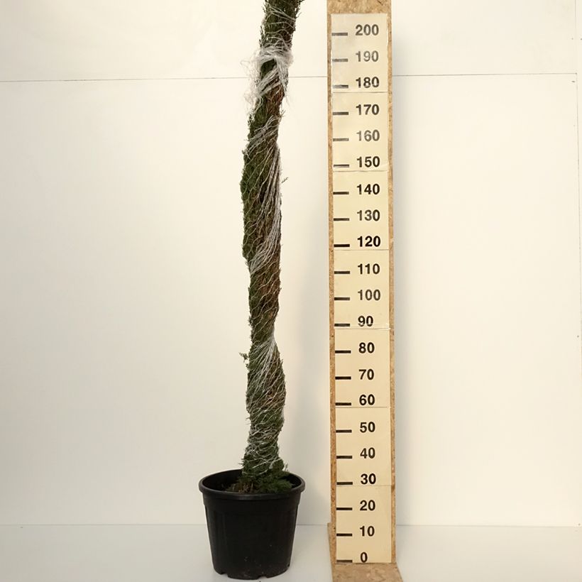 Provence Cypress - Cupressus sempervirens Pyramidalis 30L/35L potShipped height around 200/250cm sample as delivered in winter