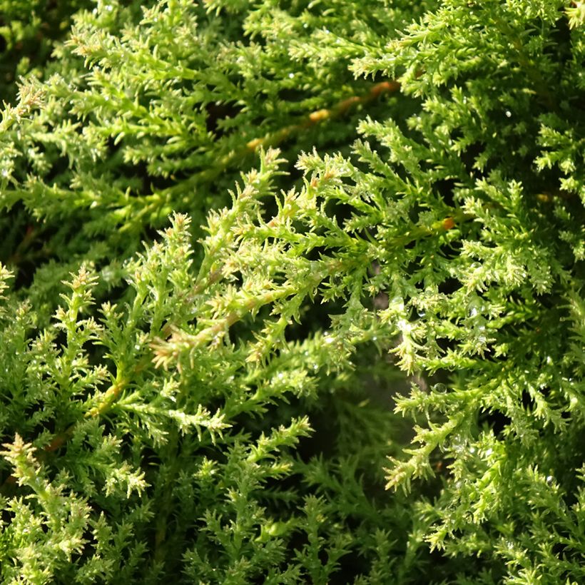 Microbiota decussata Fuzzball® (Foliage)