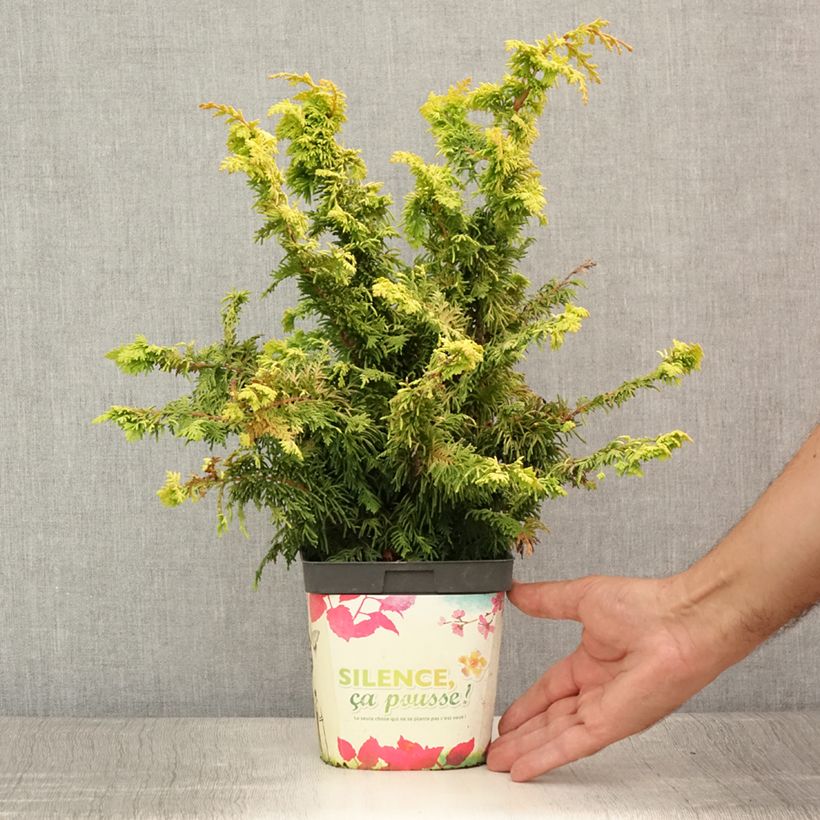 Chamaecyparis obtusa Fernspray Gold - Hinoki Cypress 2L/3L pot sample as delivered in summer