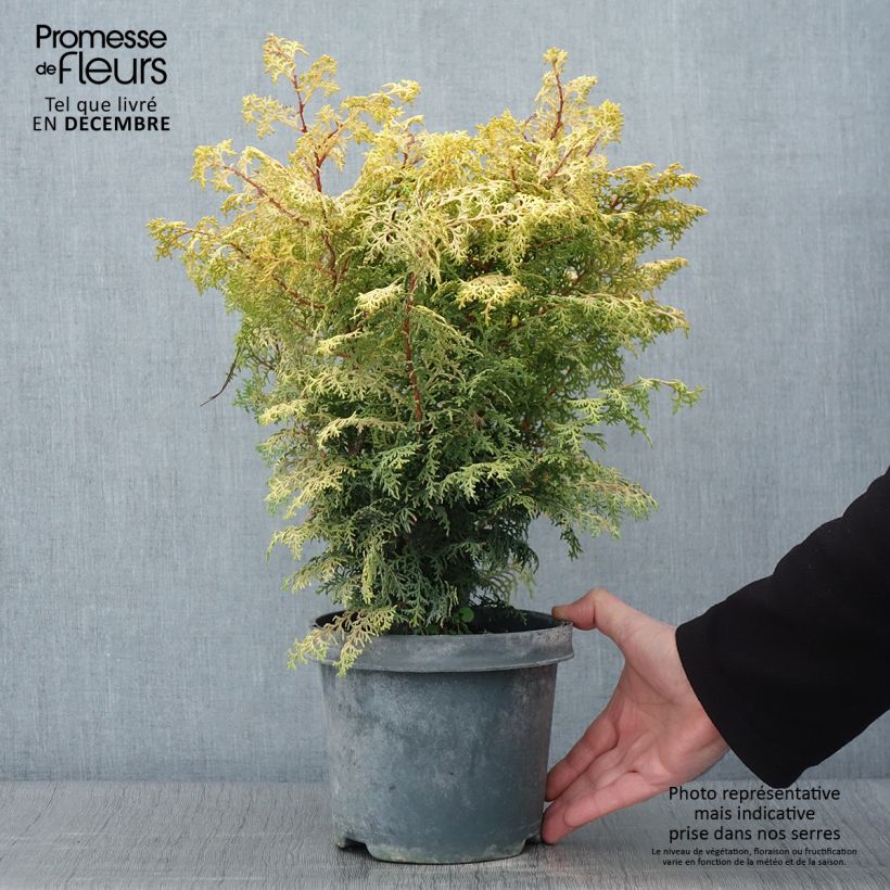 Chamaecyparis obtusa Lucas - Hinoki Cypress 2L/3L pot sample as delivered in autumn