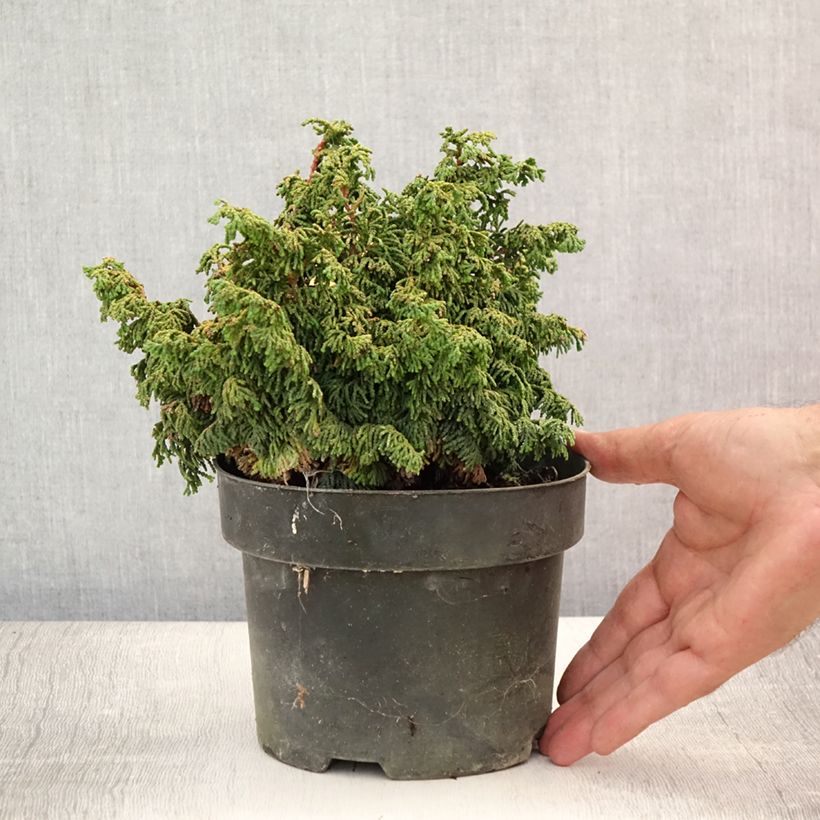 Chamaecyparis obtusa Maureen - Hinoki Cypress 2L/3L pot sample as delivered in summer