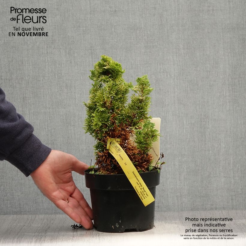 Chamaecyparis obtusa Meroki Twin - Hinoki Cypress 2L/3L pot sample as delivered in autumn
