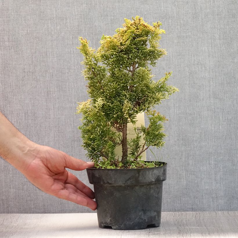 Chamaecyparis obtusa Meroki Twin - Hinoki Cypress 2L/3L pot sample as delivered in summer