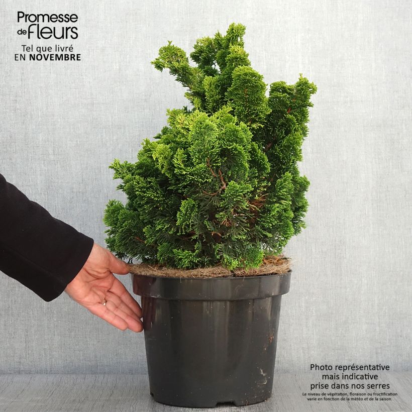 Chamaecyparis obtusa Nana Aurea - Hinoki Cypress 7.5L/10L pot sample as delivered in autumn