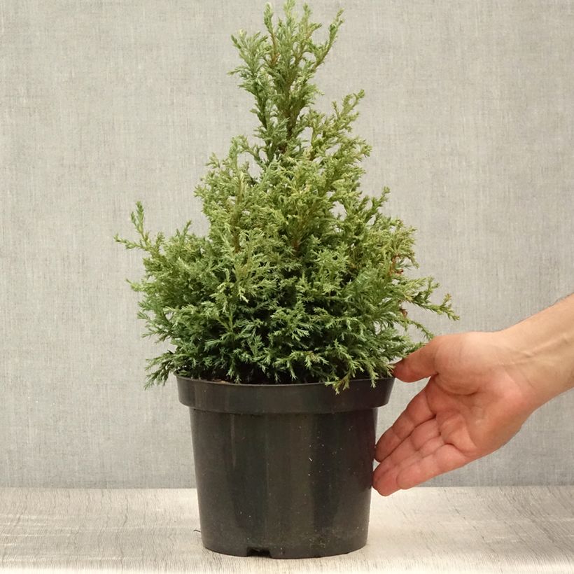 Chamaecyparis pisifera Baby Blue - Sawara Cypress 3L/4L pot sample as delivered in summer