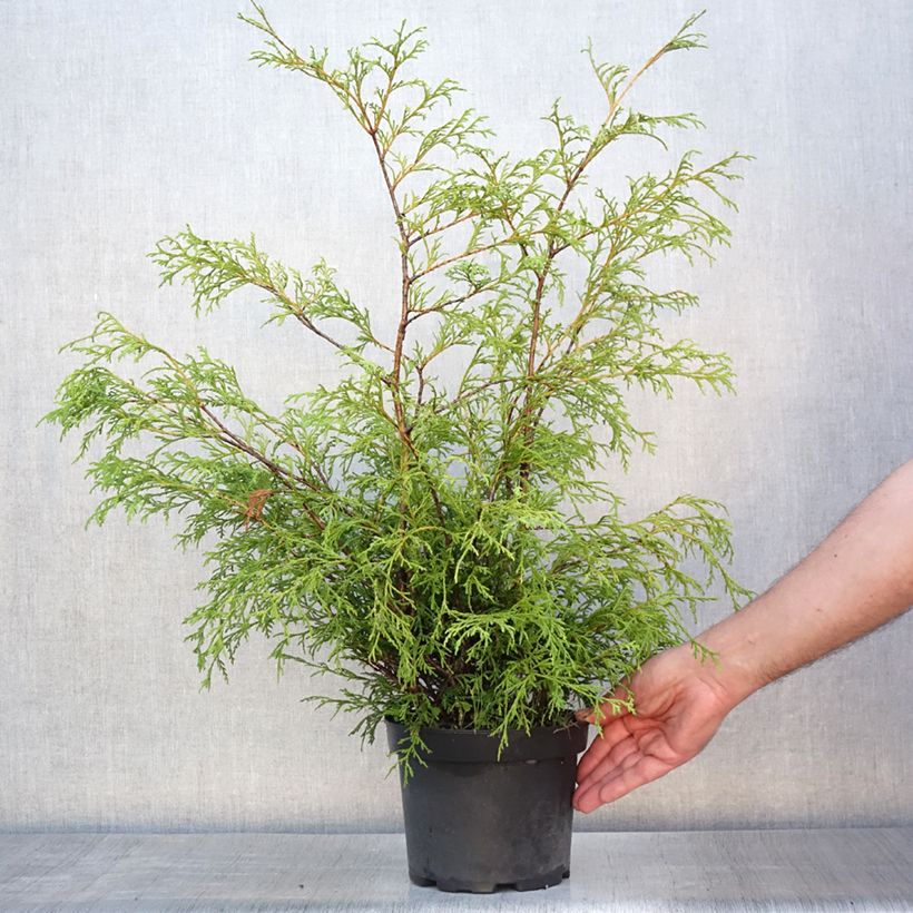 Chamaecyparis pisifera Filifera - Sawara Cypress 2L/3L pot sample as delivered in summer
