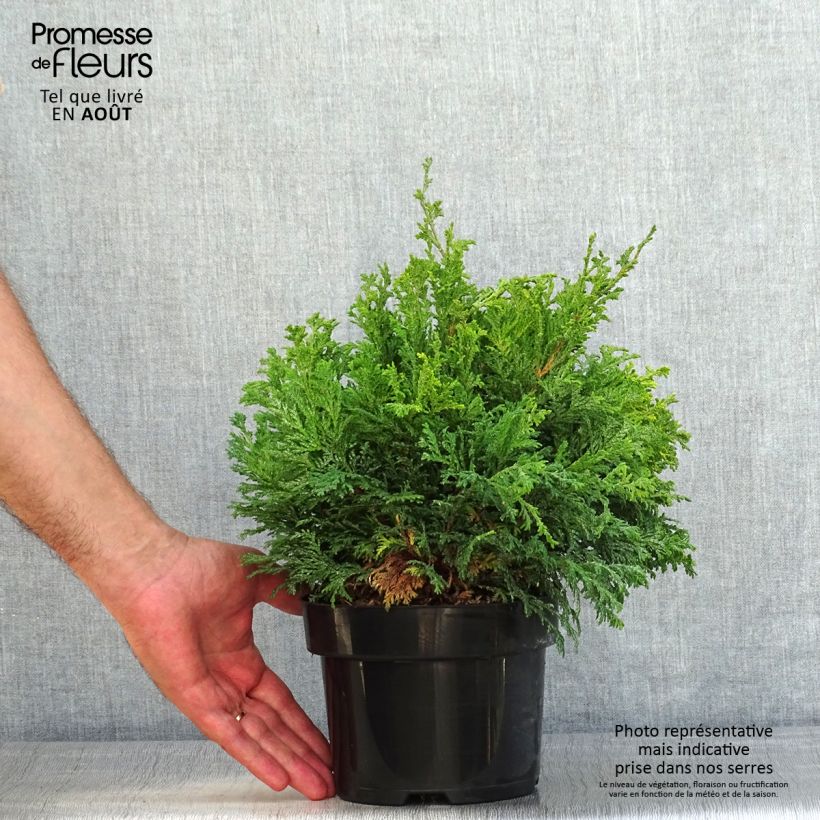 Chamaecyparis pisifera Golden Pincushion - Sawara Cypress 2L/3L pot sample as delivered in summer