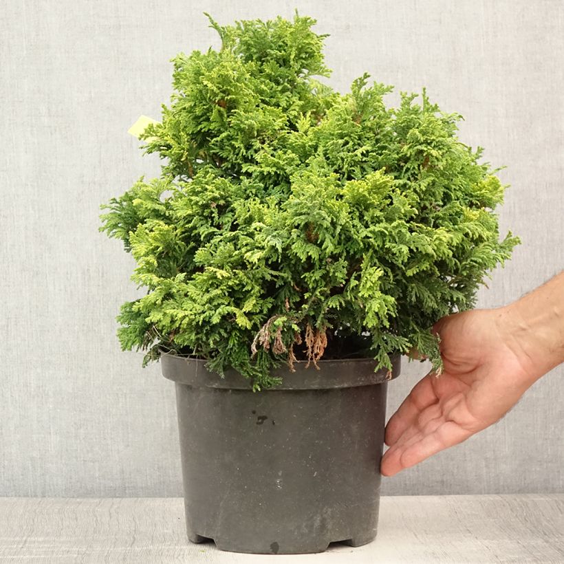Chamaecyparis pisifera Golden Pincushion - Sawara Cypress 4L/5L pot sample as delivered in summer
