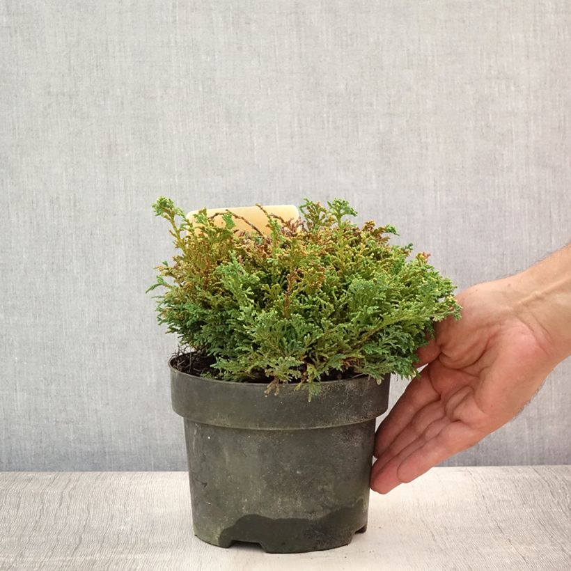 Chamaecyparis pisifera Hime-sawara - Sawara Cypress 2L/3L pot sample as delivered in summer