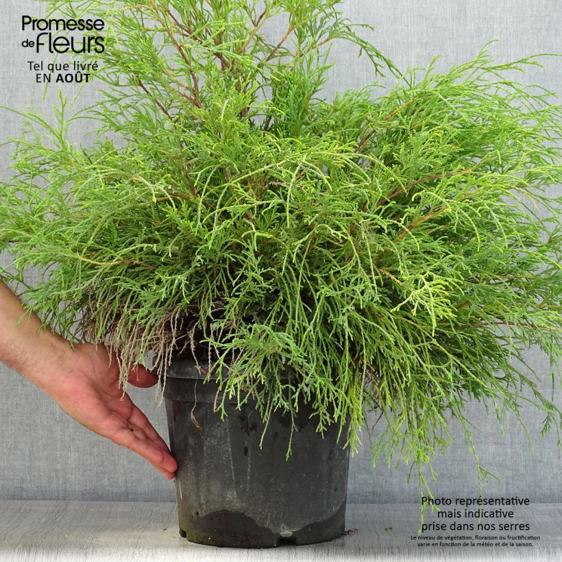 Chamaecyparis pisifera Sungold - Sawara Cypress 7.5L/10L pot sample as delivered in summer