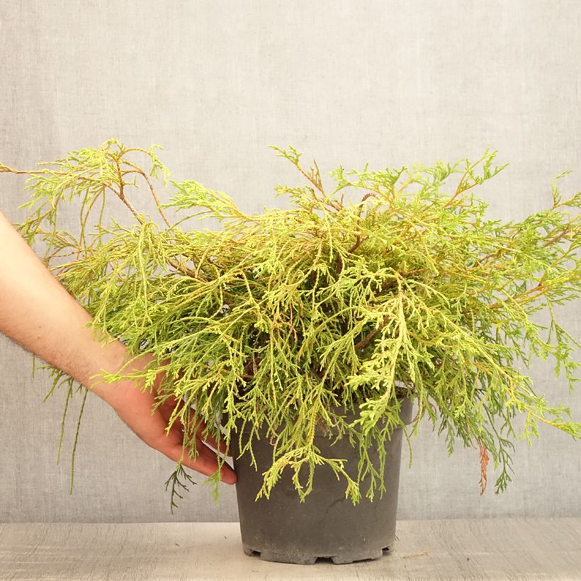 Chamaecyparis pisifera Sungold - Sawara Cypress 3L/4L pot sample as delivered in summer