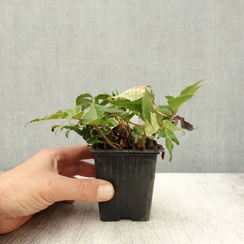 Cyrtomium falcatum Spin Cycle 8/9 cm pot sample as delivered in autumn