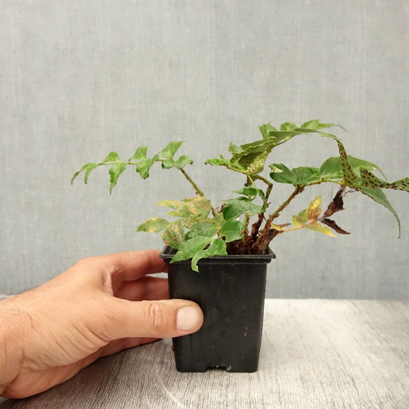 Cyrtomium falcatum Spin Cycle 8/9 cm pot sample as delivered in summer
