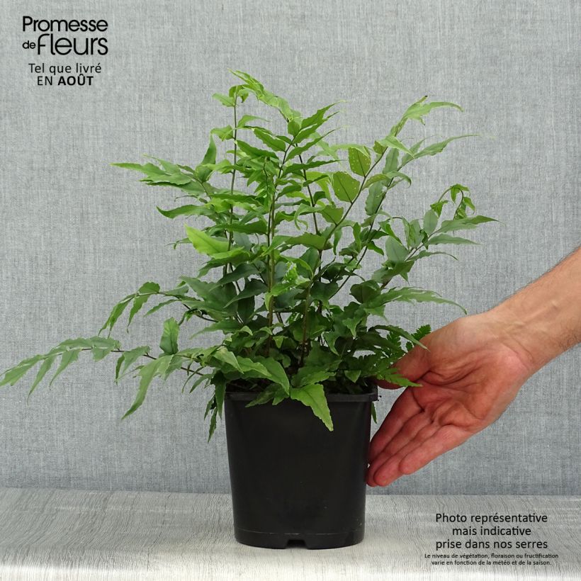 Cyrtomium fortunei - Evergreen fern 2L/3L pot sample as delivered in summer