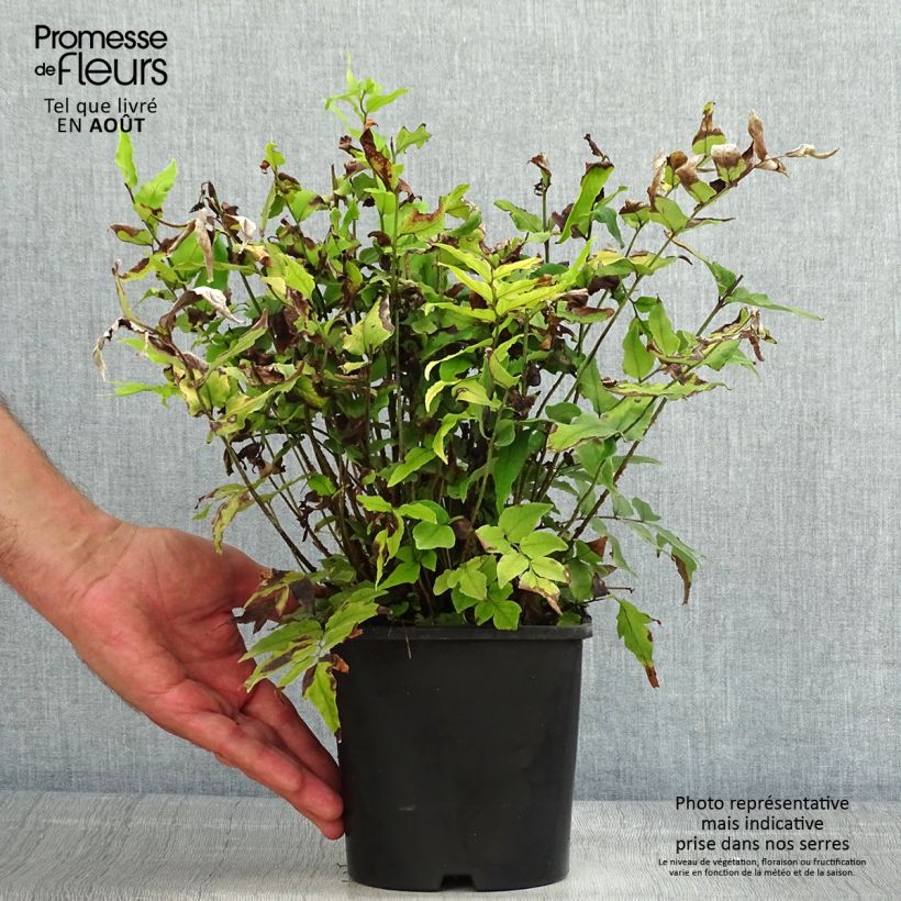Cyrtomium fortunei var. clivicola 2L/3L pot sample as delivered in summer