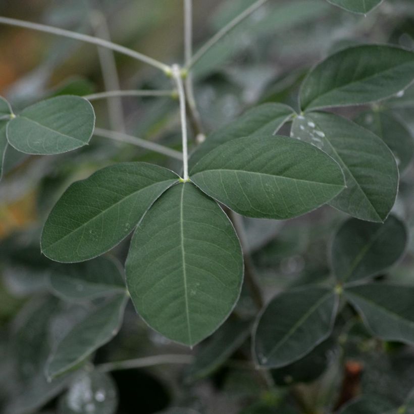 Laburnum anagyroides (Foliage)