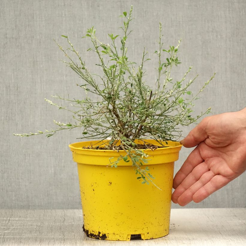 Cytisus racemosus Phebus 2L/3L pot sample as delivered in summer