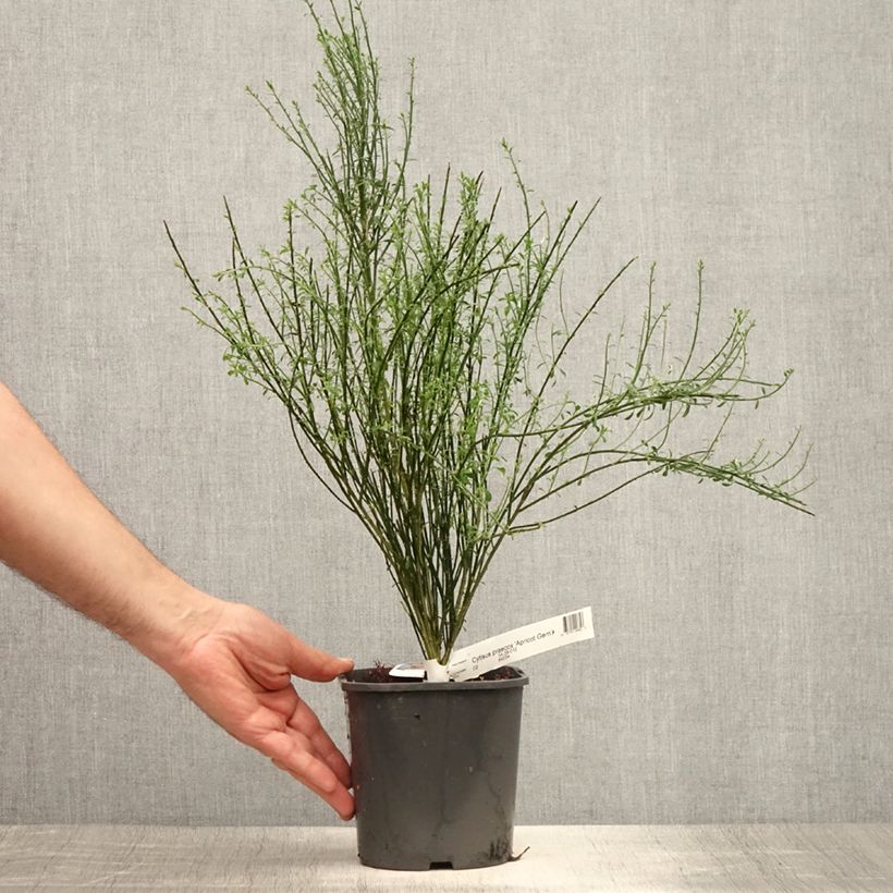 Cytisus scoparius Apricot Gem 2L/3L pot sample as delivered in summer