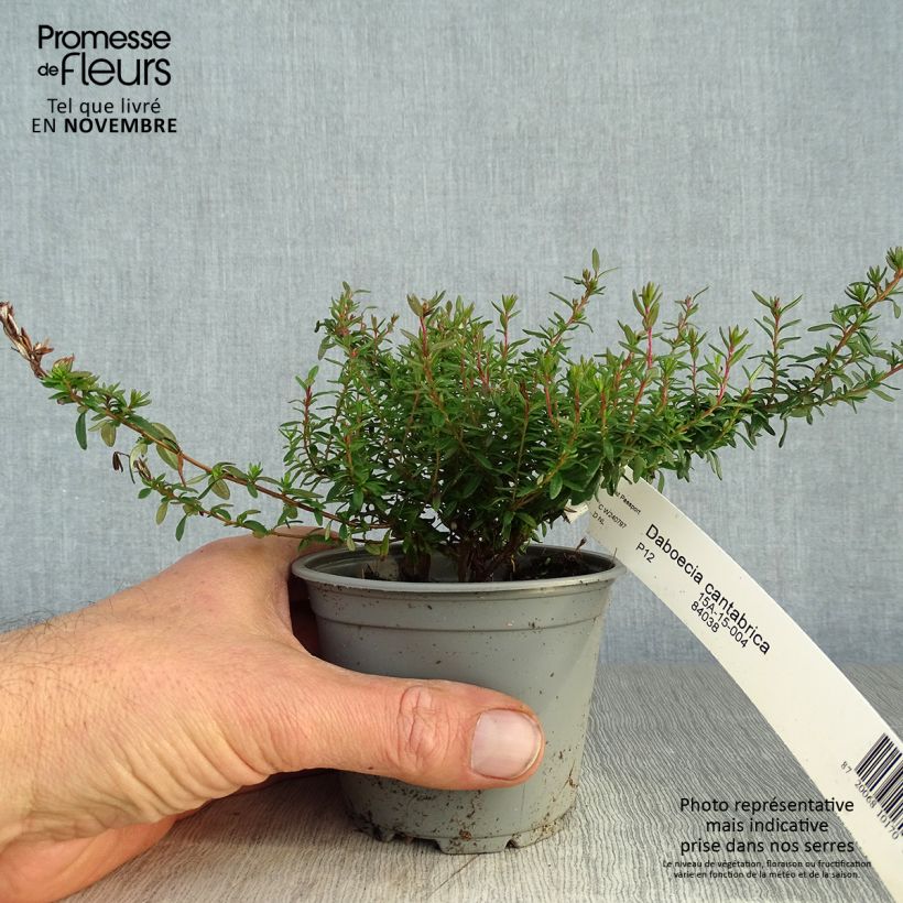 Daboecia cantabrica - Irish Heath 12cm pot sample as delivered in autumn