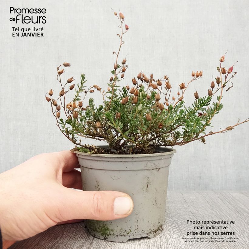 Daboecia cantabrica Cupido - Irish Heath 12cm pot sample as delivered in winter