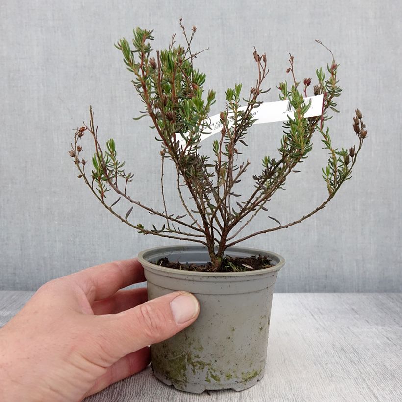 Daboecia cantabrica Vanessa - Irish Heath sample as delivered in spring