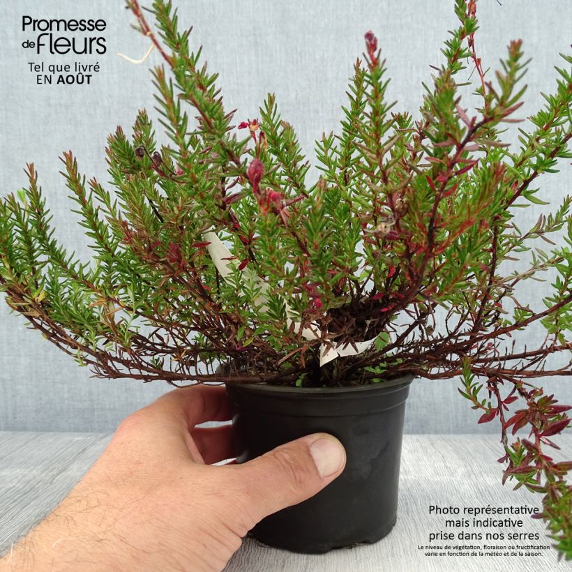 Daboecia scotica William Buchanan - Irish Heath 12cm pot sample as delivered in summer