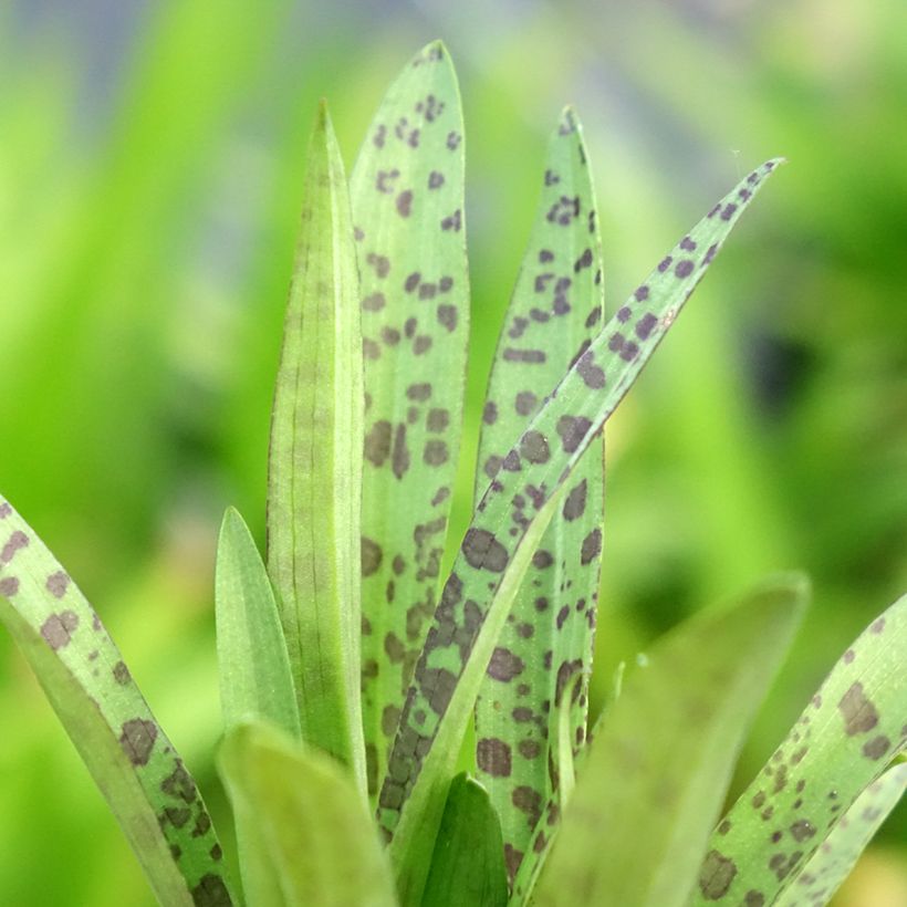 Dactylorhiza alpestris (Foliage)