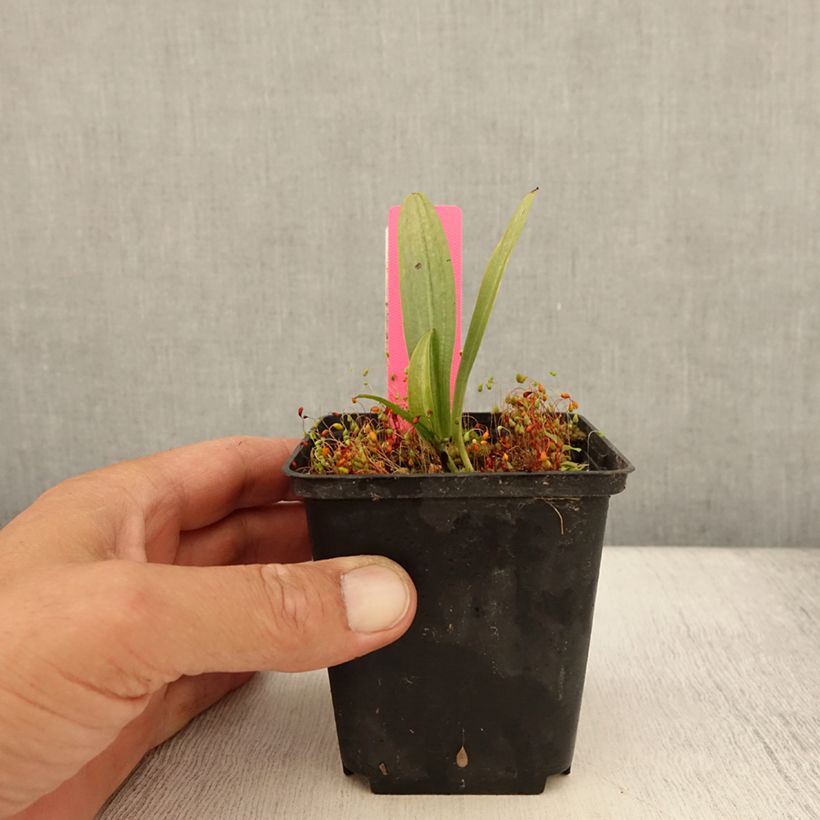 Dactylorhiza fuchsii - Common Spotted Orchi 8/9 cm pot sample as delivered in summer