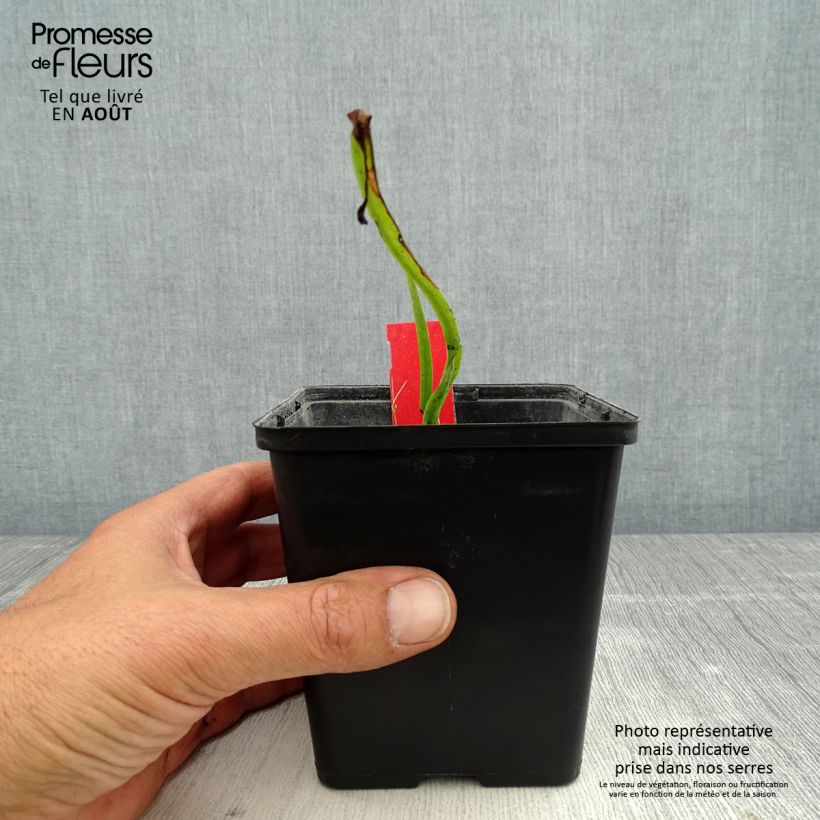 Dactylorhiza majalis - Marsh Orchid 8/9 cm pot sample as delivered in summer