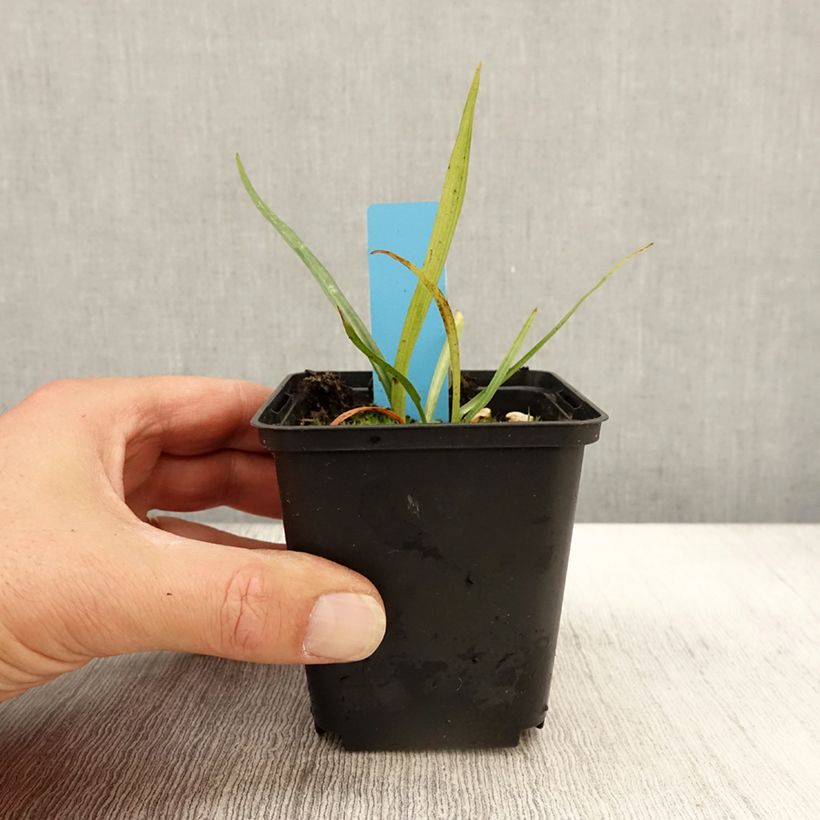 Dactylorhiza praetermissa - Marsh Orchid 8/9 cm pot sample as delivered in autumn