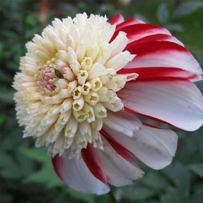 Dahlia Bon Odori (Flowering)