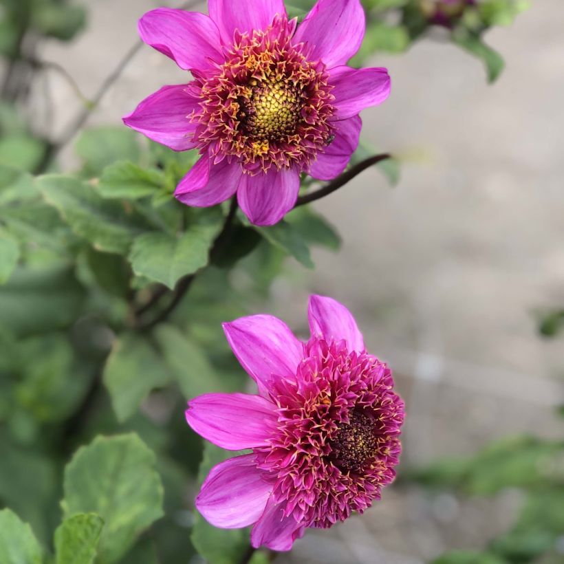 Dahlia Dads Favourite (Flowering)