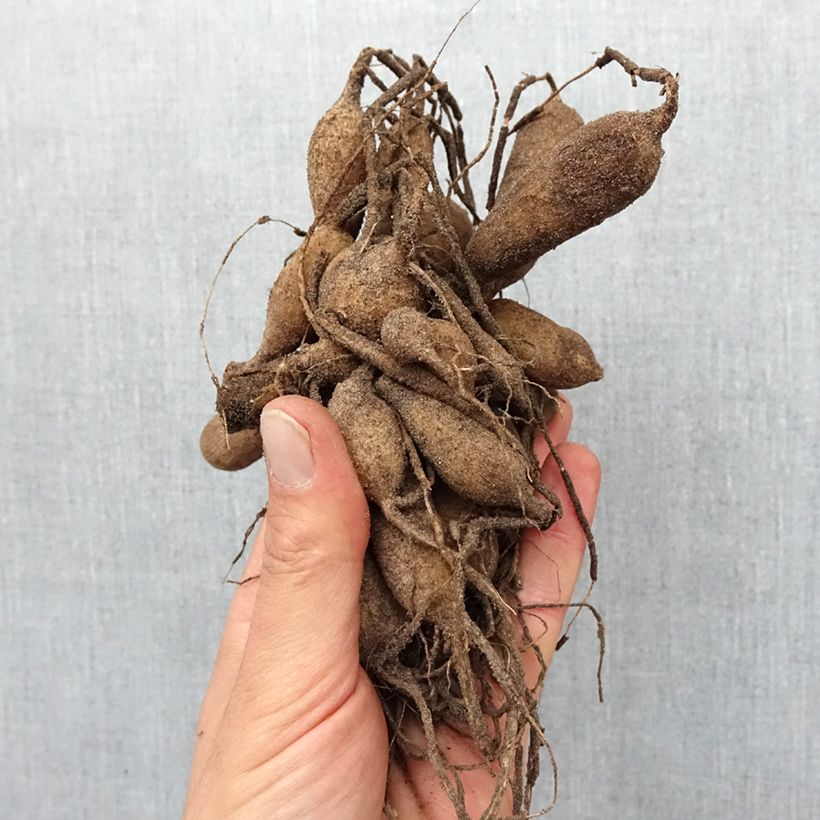 Dahlia Josie Bulb size I sample as delivered in spring