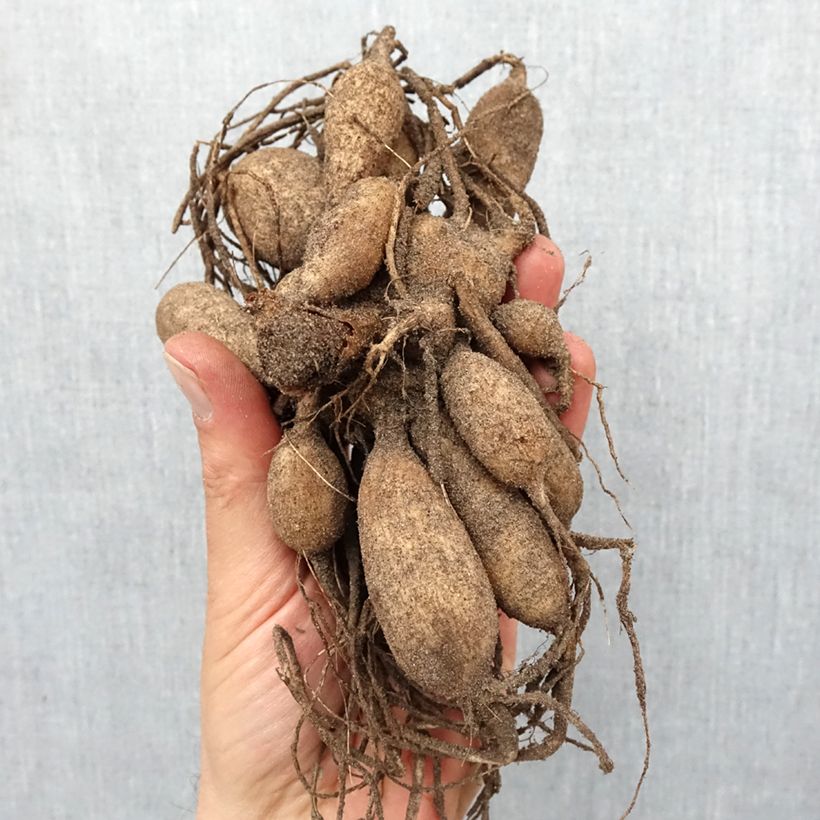 Dahlia Que Sera Bulb size I sample as delivered in spring
