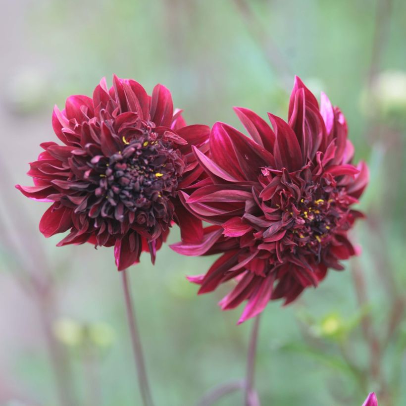 Dahlia Anemone Soulman (Flowering)