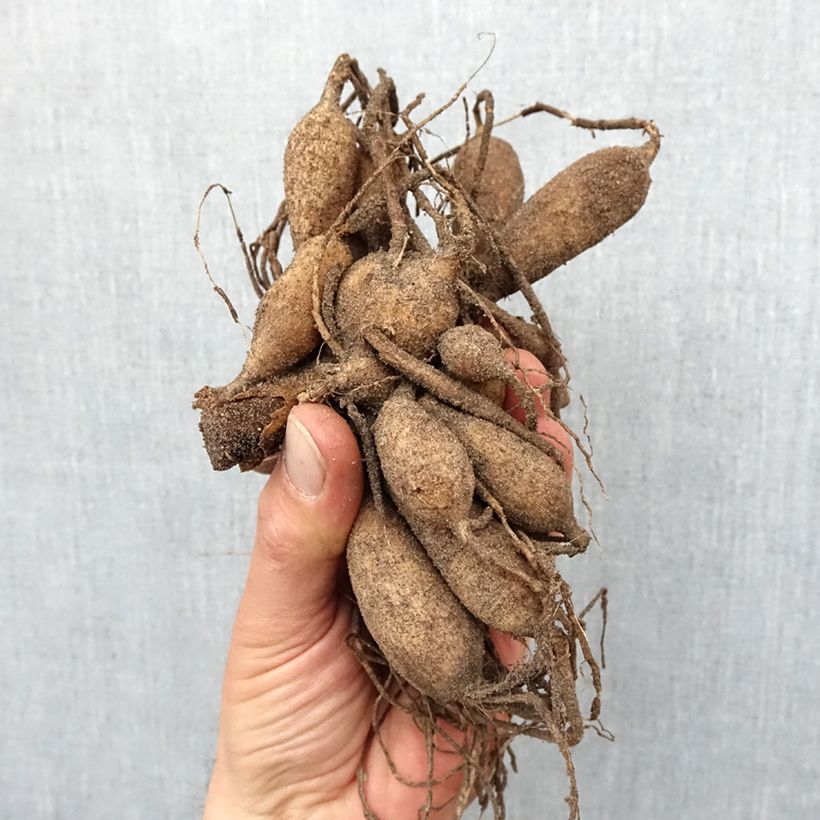 Dahlia Zahra Bulb size I sample as delivered in spring